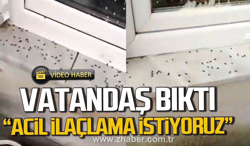 Kozlu'da vatandaşlar bıktı. "Acil ilaçlama istiyoruz"