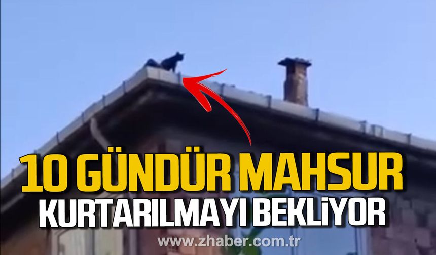 Zonguldak'ta 10 gündür çatıda mahsur kalan kedi kurtarılmayı bekliyor.