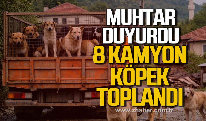 Muhtar duyurdu. 8 Kamyon köpek toplandı