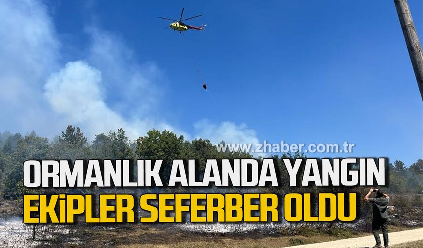 Karabük'te ormanlık alanda yangın. Ekipler seferber oldu.