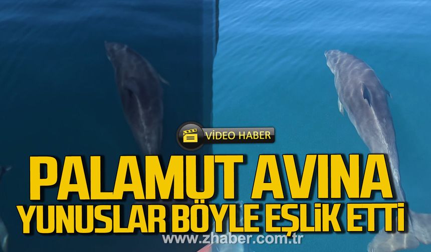 Zonguldak'ta palamut avına yunuslar eşlik etti. İşte o anlar.