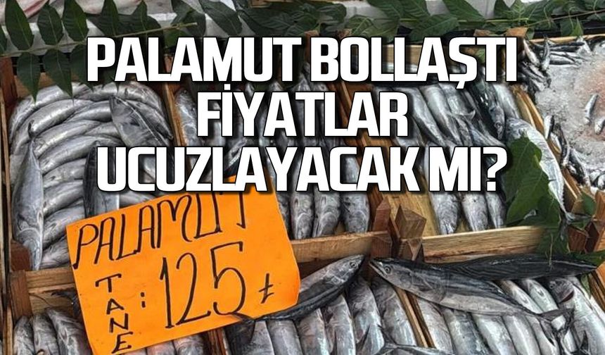 Tezgahlarda palamut bolluğu... Fiyatlar ucuzlayacak mı?