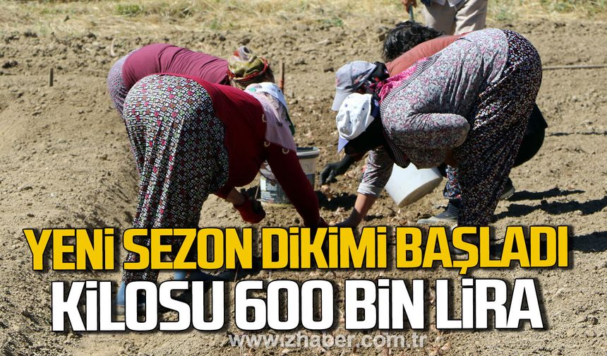 Karabük'te safranın yeni sezon dikimi başladı. Kilosu 600 bin lira.