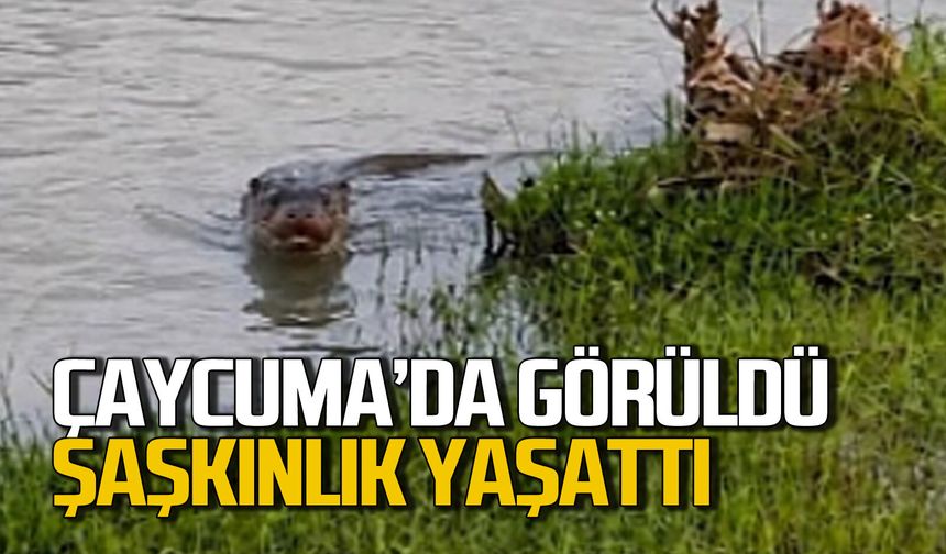 Çaycuma ırmağında görüldü: Görenler şaşkınlık yaşadı