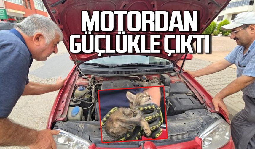 Otomobilin motoruna yavru kedi girdi, telefondan açılan anne kedi sesiyle kurtarıldı