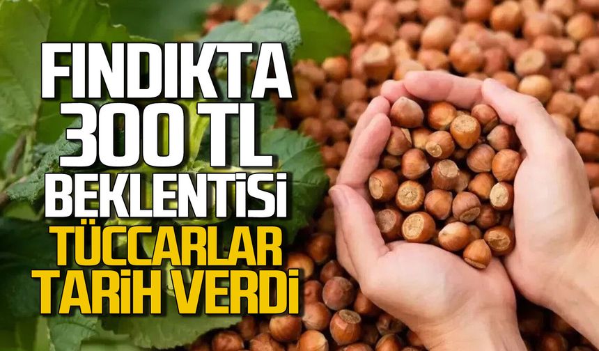 Fındıkta 300 TL beklentisi: Tüccarlar tarih verdi