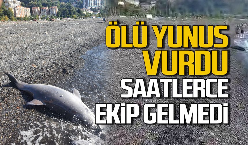 Kozlu sahilinde ölü yunus vurdu.
