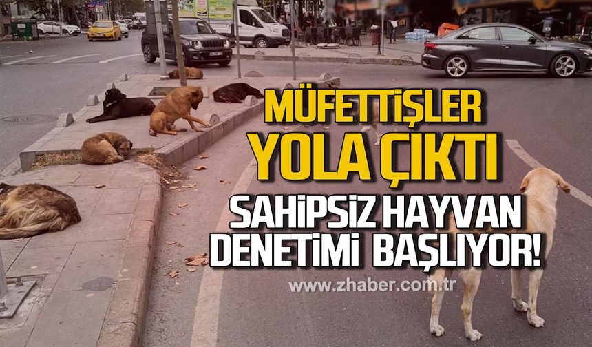 81 İlde sahipsiz hayvan denetimi başladı