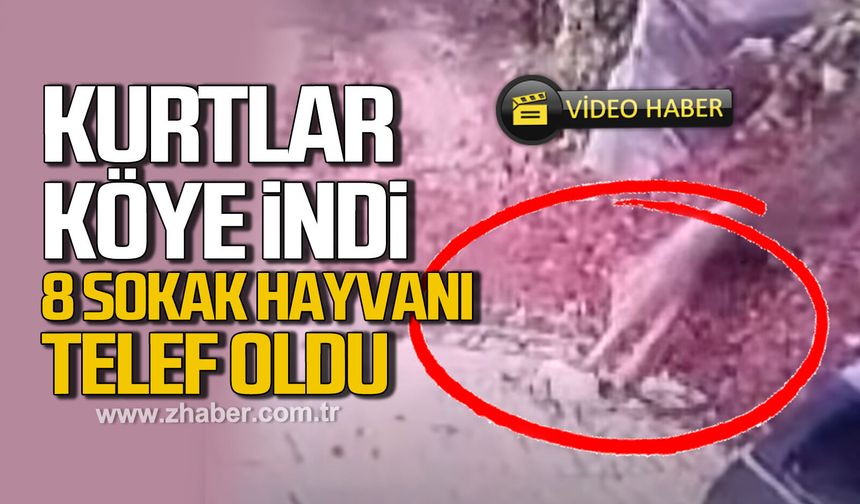 Kurtlar köye indi! 8 sokak hayvanı telef oldu