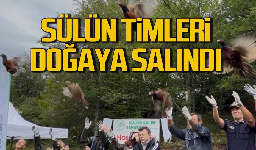 300 sülün doğaya salındı