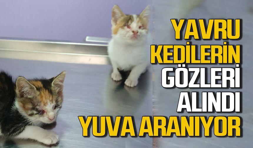 Yavru kedilerin gözleri alındı: Kim sahiplenecek?