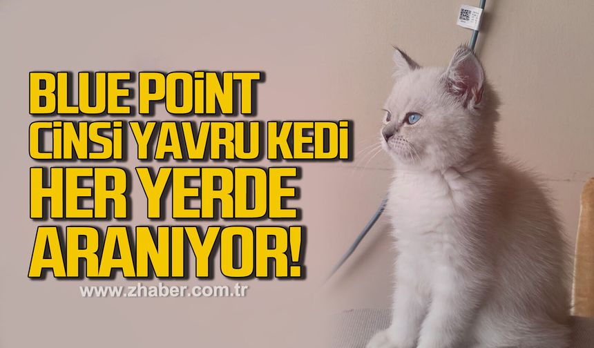 Blue Point cinsi yavru kedi her yerde aranıyor