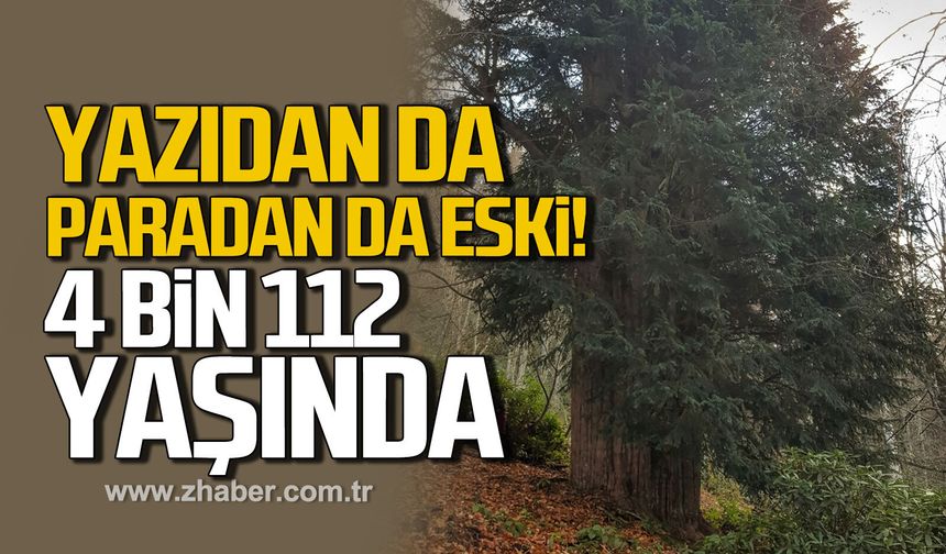 Zonguldak’ta zamana meydan okuyan ağaç: Tam 4 Bin 112 yaşında!