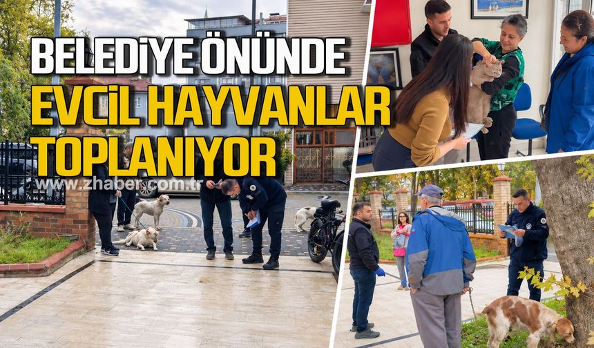 Belediye önünde evcil hayvanlar toplanıyor