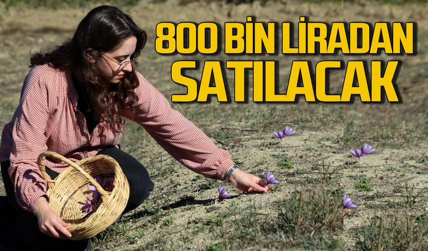Dünyanın en pahalı baharatı safran 800 bin liradan satılacak