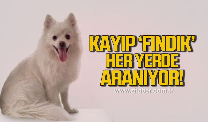 Zonguldak'ta kayıp Pomeranian melezi fındık her yerde aranıyor!