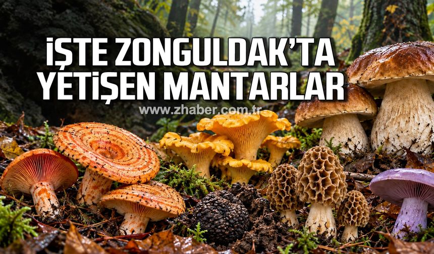 İşte Zonguldak'ta yetişen mantarlar