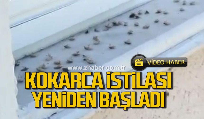 Çatalağzı’nda kokarca istilası yeniden başladı