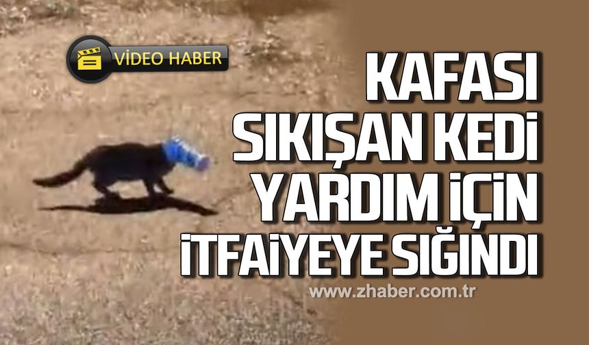Kafası sıkışan kedi yardım için itfaiyeye sığındı