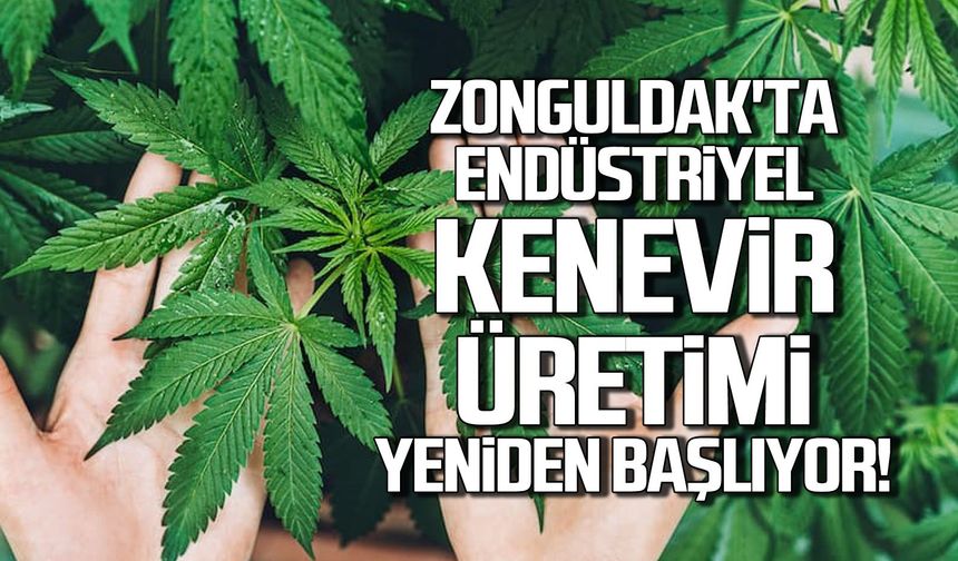 Zonguldak'ta endüstriyel kenevir üretimi yeniden başlıyor!