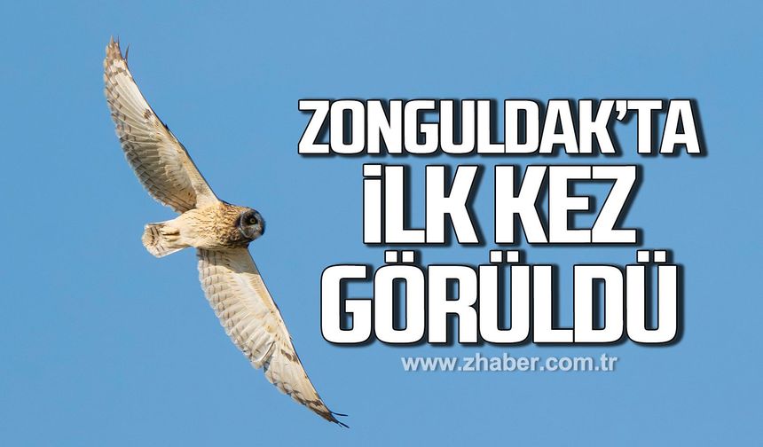 Zonguldak'ta ilk kez görüntülendi: Kuş türü sayısı 320'ye yükseldi
