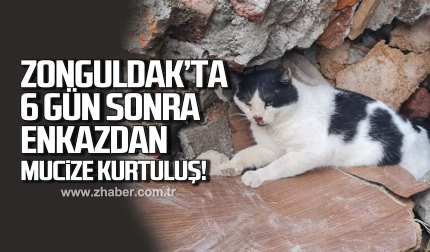 Zonguldak'ta enkazdan kurtarılan kedi tedavi altına alındı