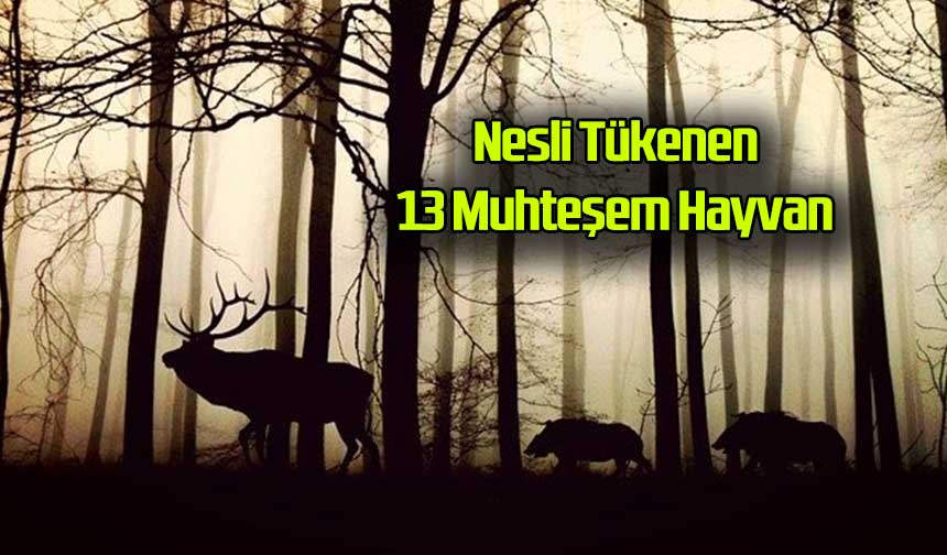 Nesli Tükenen 13 Muhteşem Hayvan