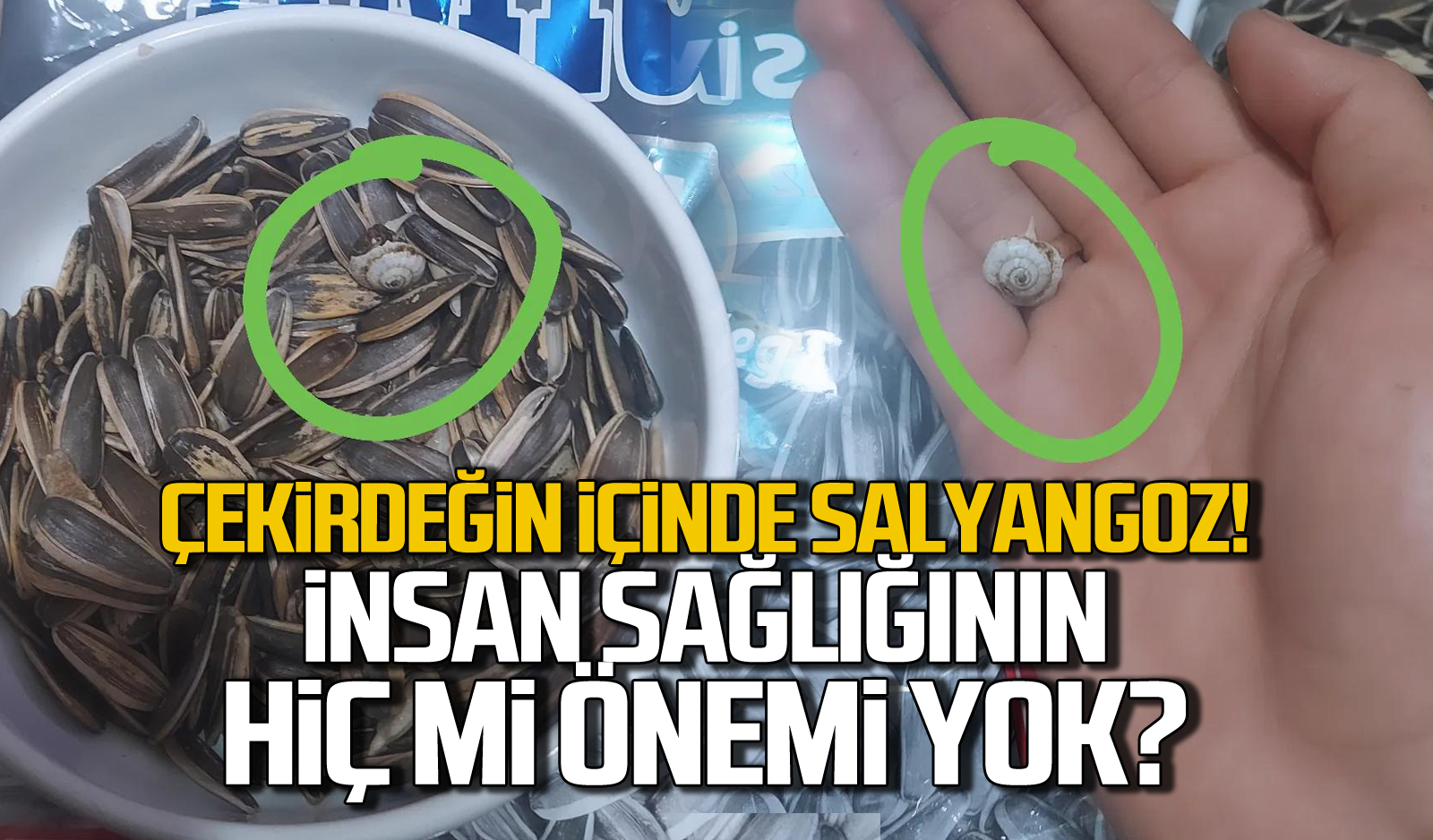 Çekirdeğin Içinde Salyangoz