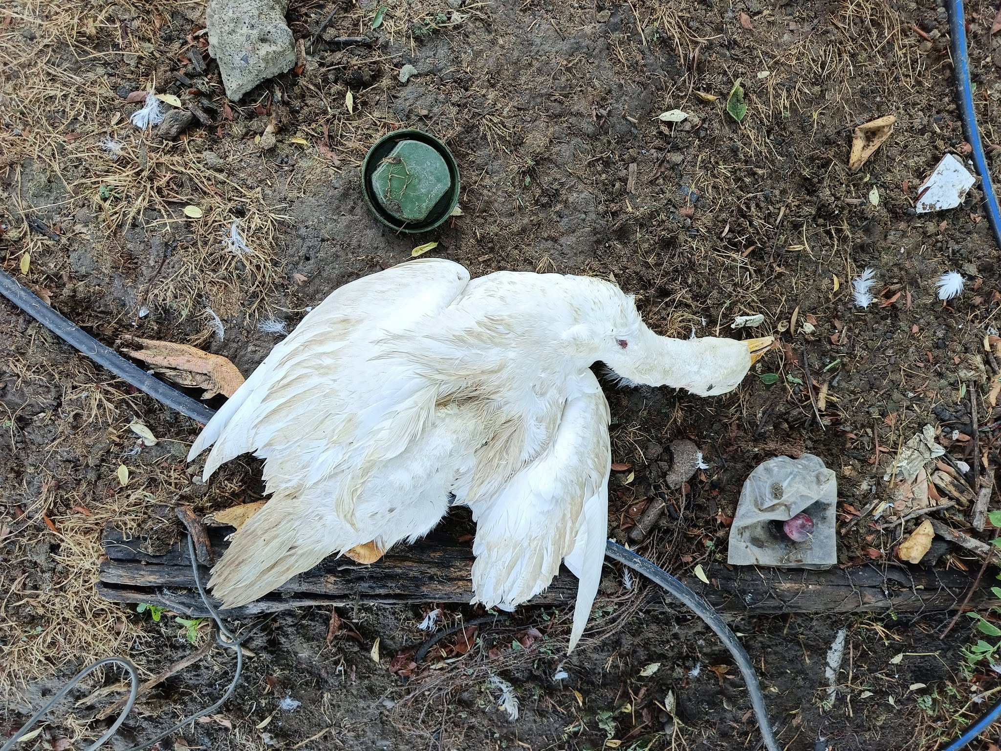 526638200 10163028829640502 6959140493008125317 N