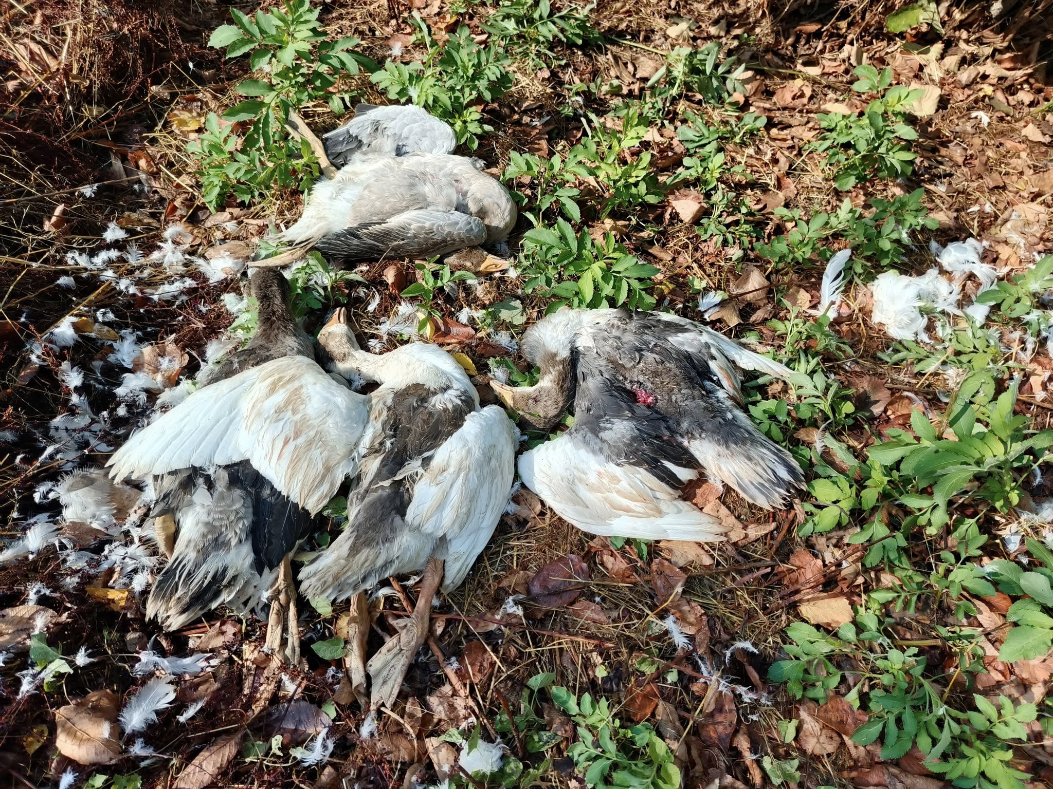 528040891 10163028819215502 4915563012245358718 N