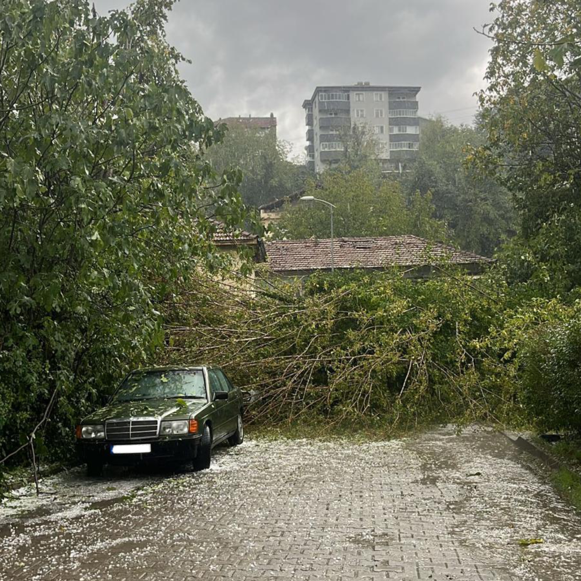 558452393 1290192989802486 2612174485856784561 N