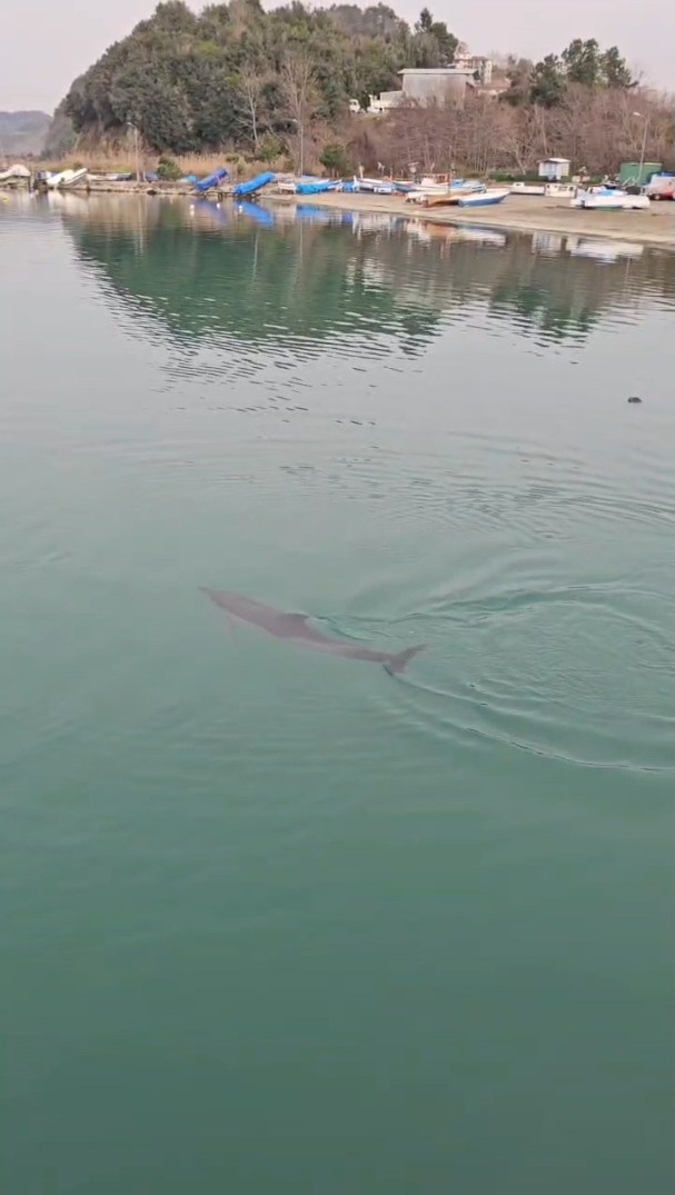 L I M A N D A M A H S U R K A L A N Y U N U S K U R T A R I L D I 1132618 336260