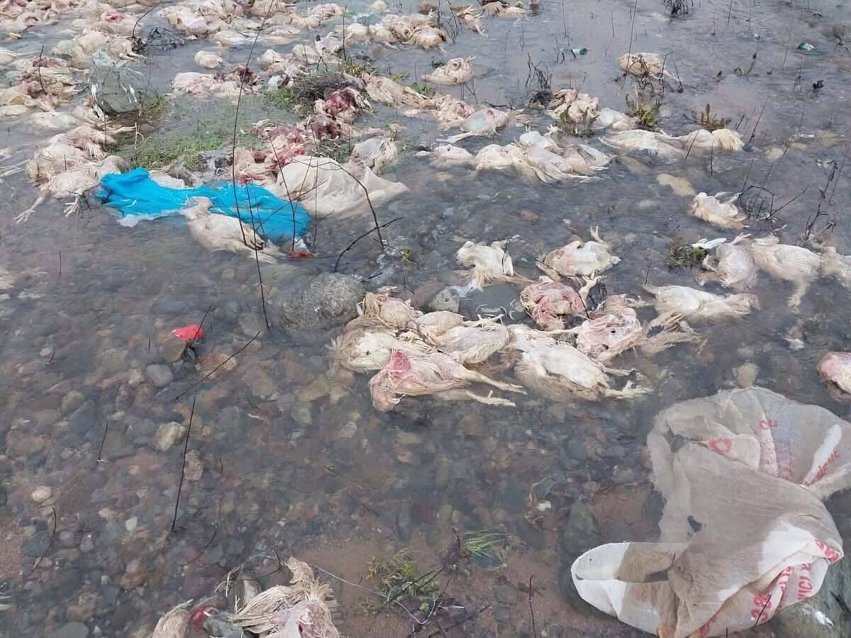 644949091 10164201068107904 8517616305810914218 N