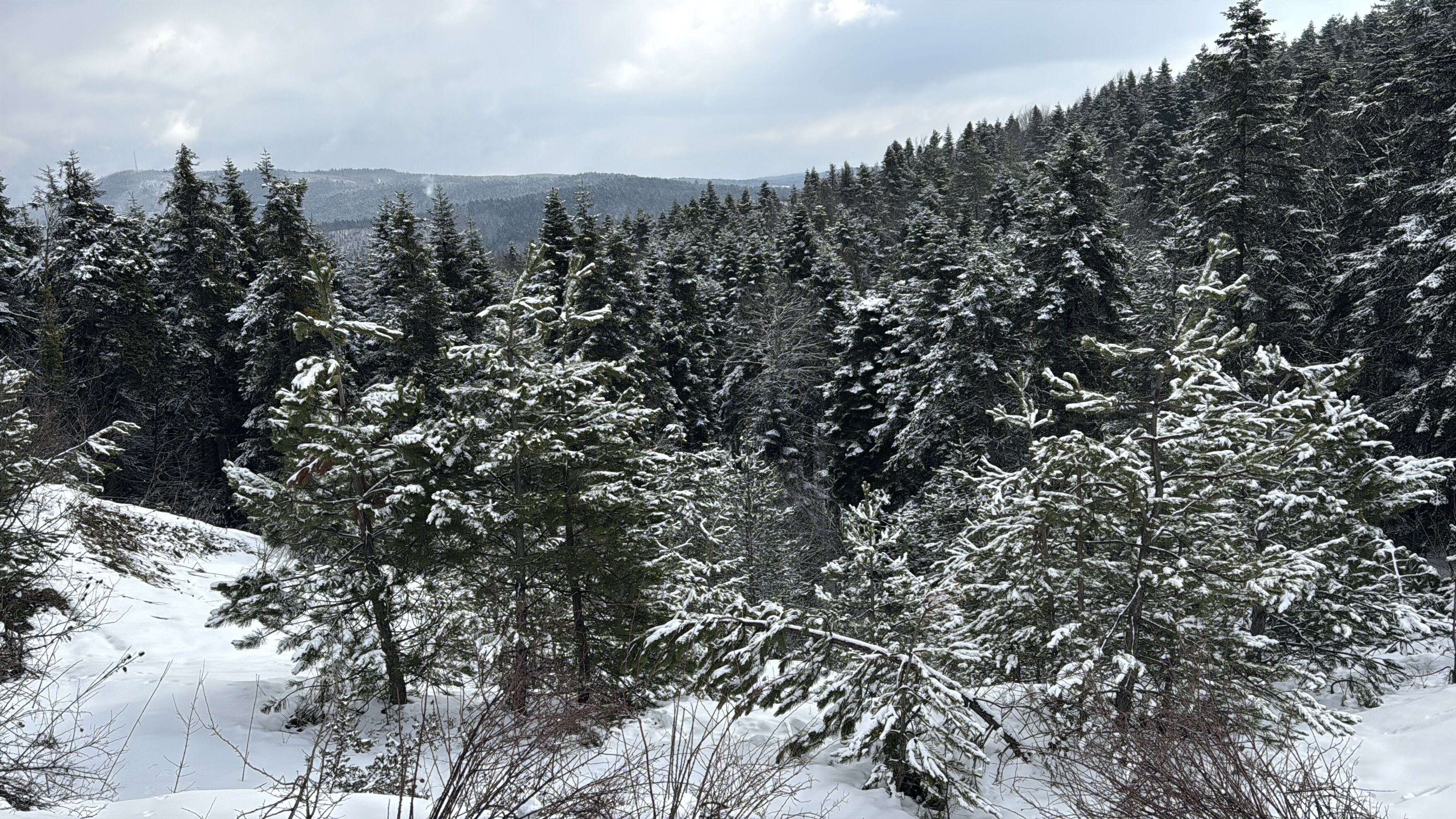 K A R A B U K U N Y U K S E K K E S I M L E R I N E K A R Y A G D I 1195701 355515