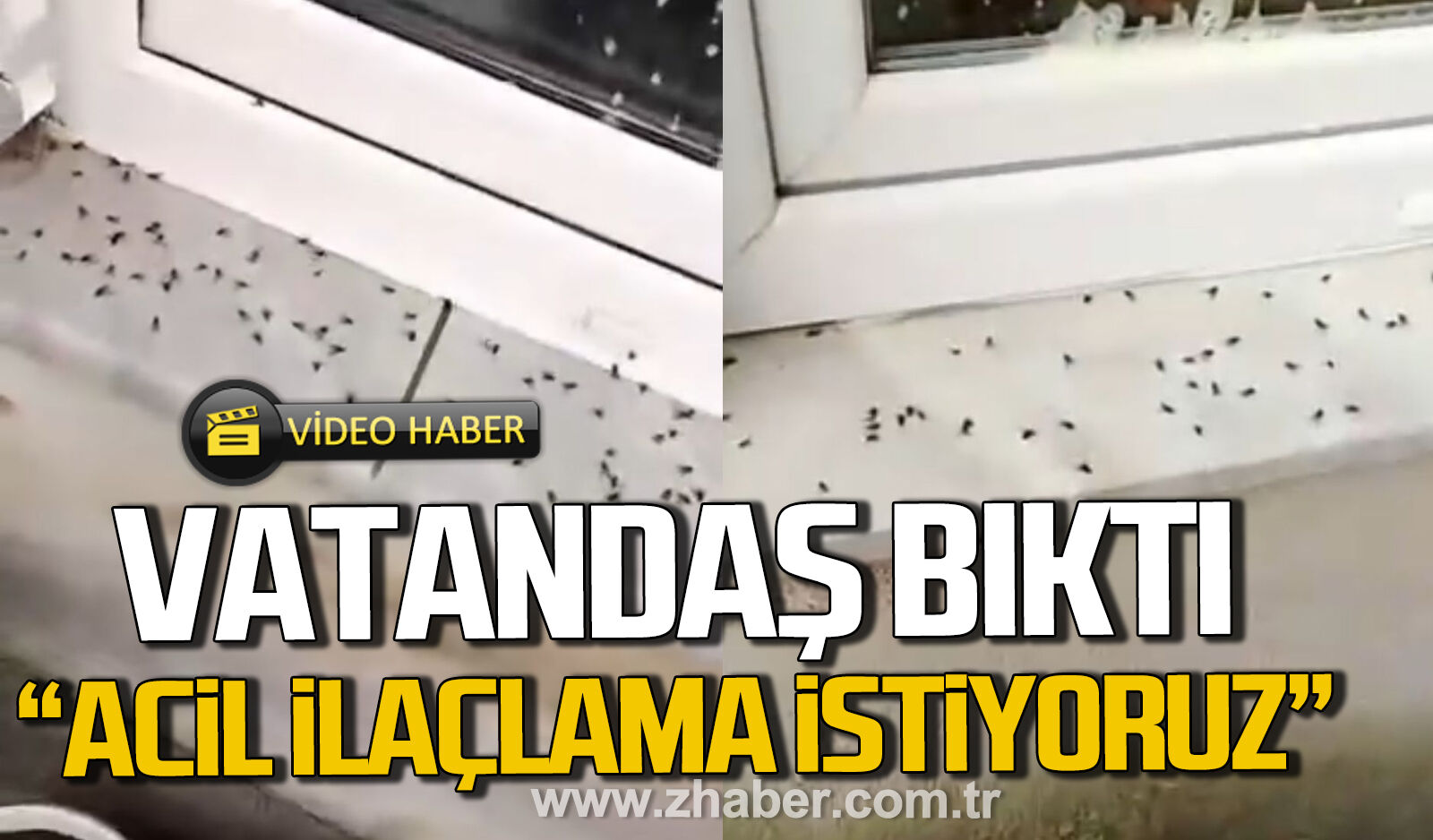 Kozlu'da vatandaşlar bıktı. "Acil ilaçlama istiyoruz"
