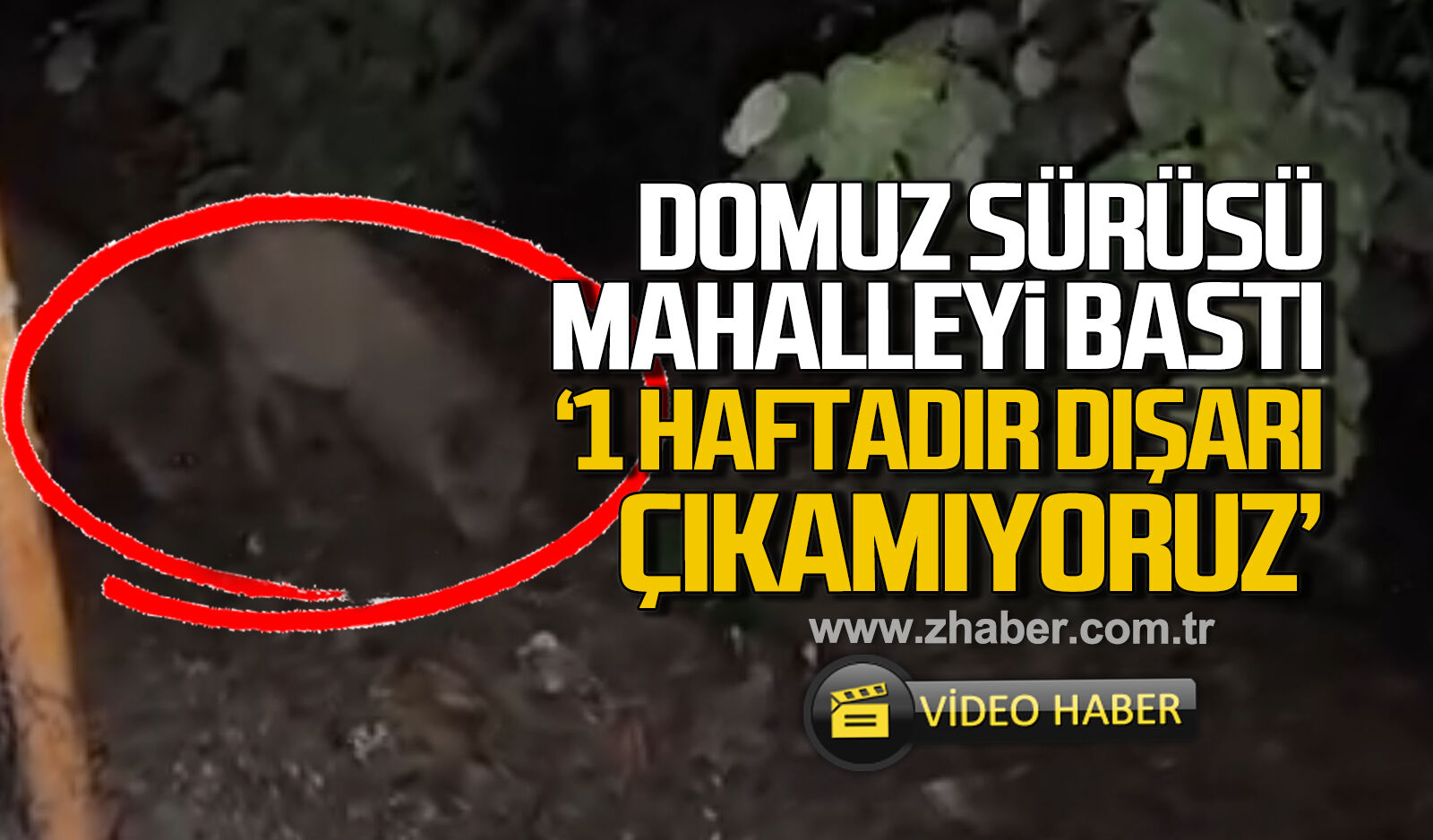 Kdz. Ereğli'de domuz sürüsü mahalleyi bastı 'Bir haftadır dışarı çıkamıyoruz'