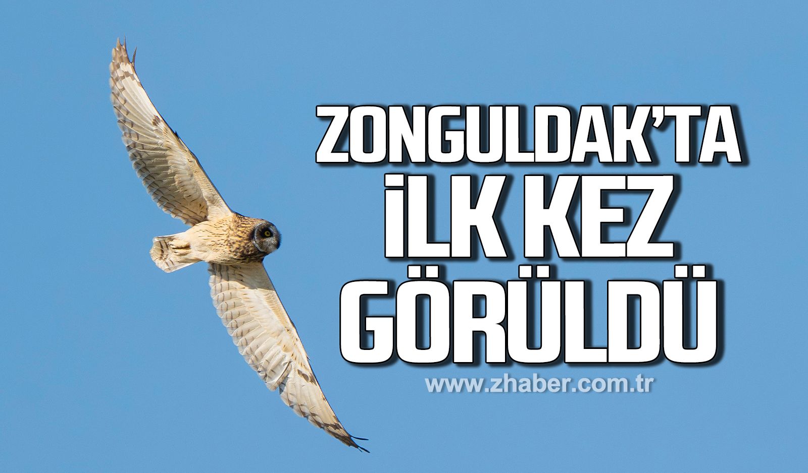 Zonguldak'ta ilk kez görüntülendi: Kuş türü sayısı 320'ye yükseldi
